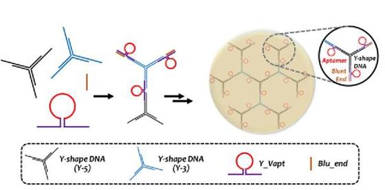 분지된 DNA, 압타머를 포함하는 고효율 압타머 복합체 및 이의 용도
