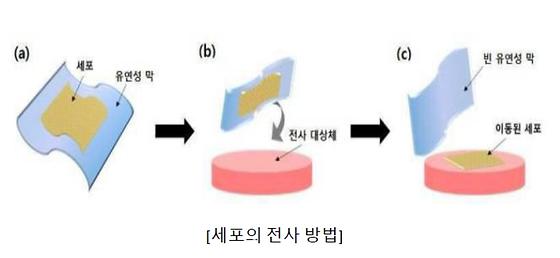 유연성 막 기반의 세포 시트를 이용한 세포 전사 방법