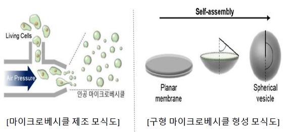 세포막 유래 인공 마이크로베시클 제조와 분리